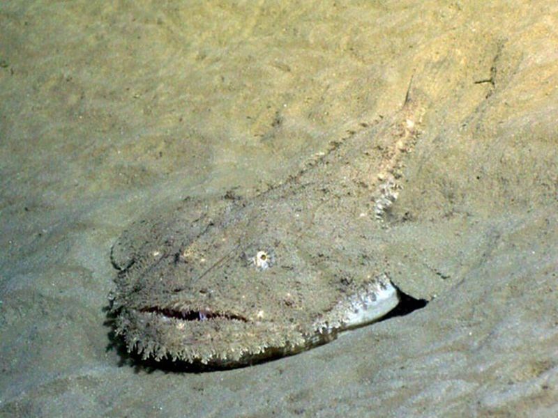 Monkfish: The Camouflaged Seafloor Regulator
