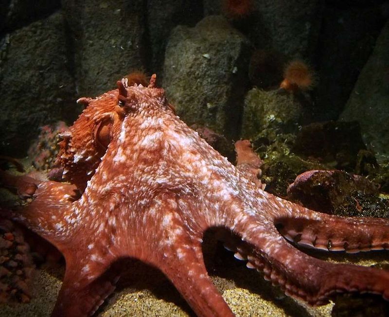 Giant Pacific Octopus