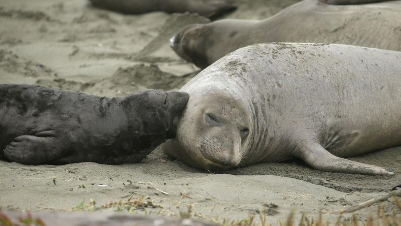 Elephant Seal