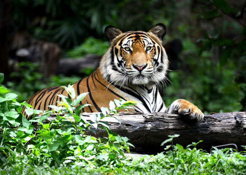 Tigers