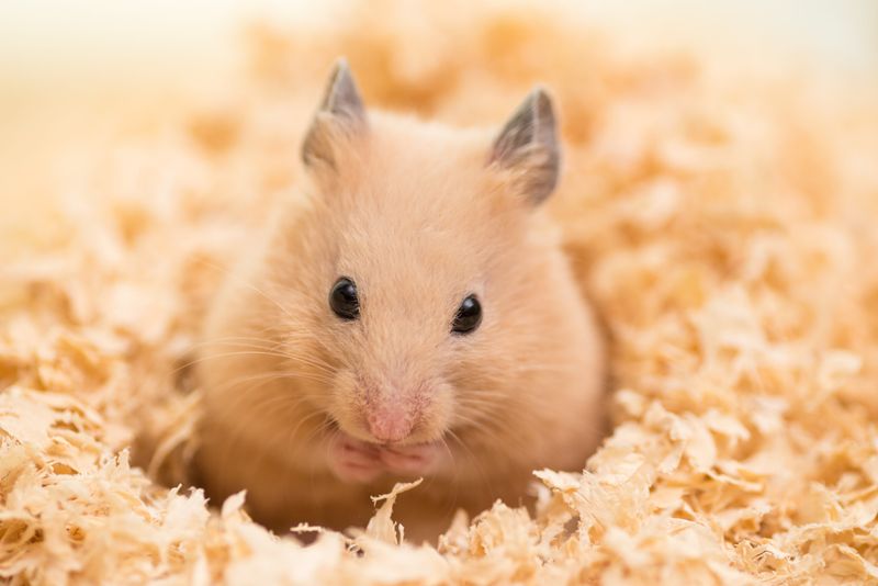 Hamster