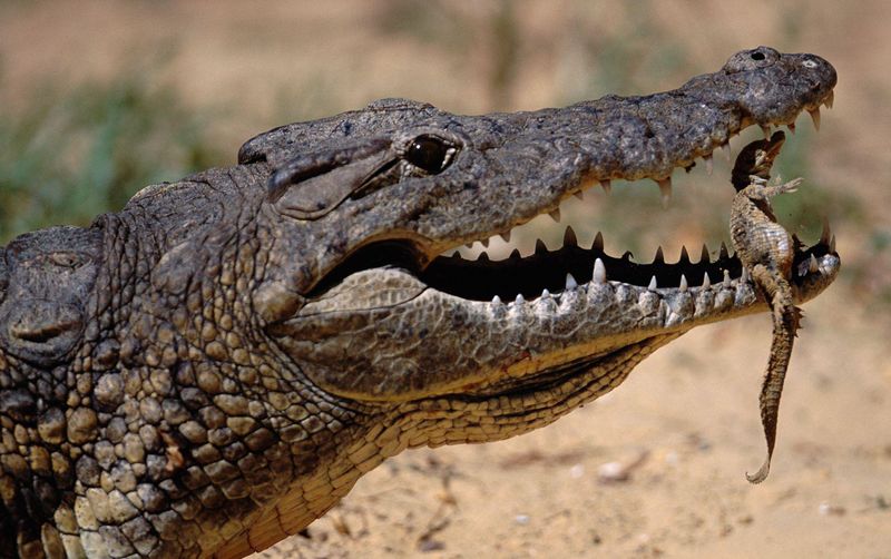 Crocodile's Mouth Taxi