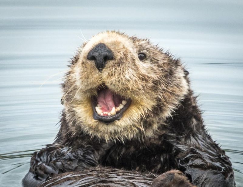 Sea Otter