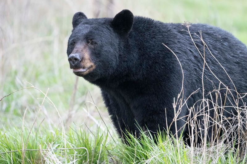 Black Bears Of Great Smoky Mountains