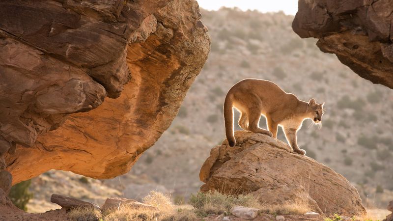 Mountain Lions Stalking The Shadows