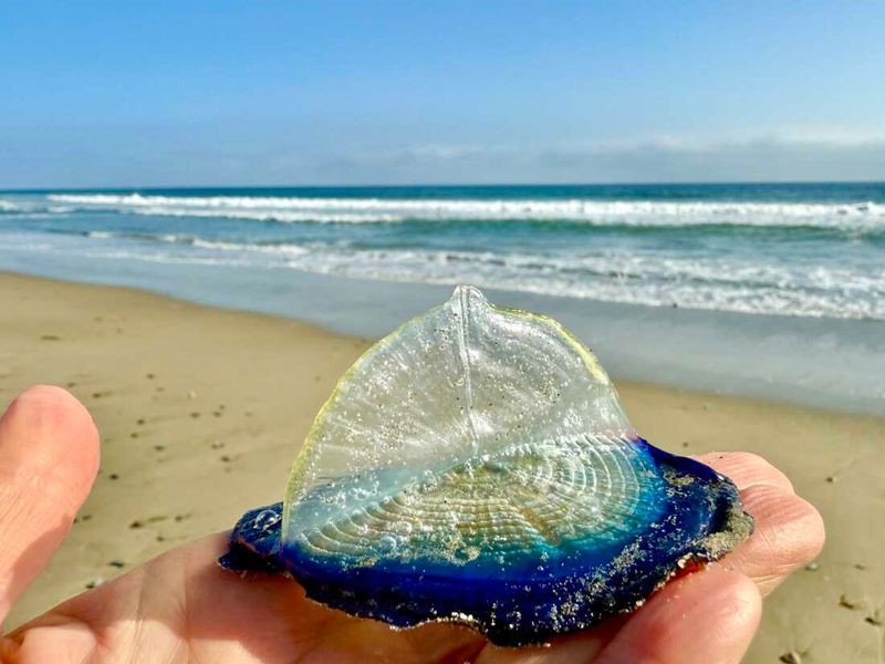 By-The-Wind Sailor: Nature's Tiny Sailboats