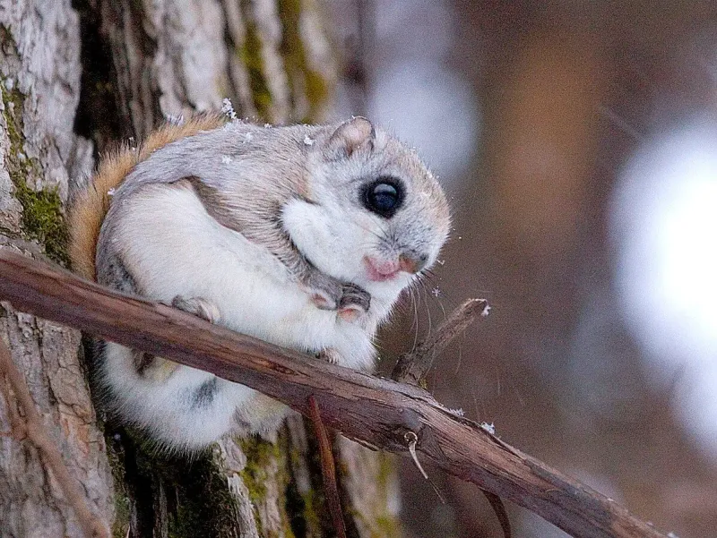 Siberian Flying Squirrels: Velvety Gliders