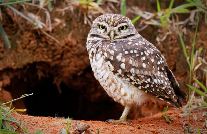 Burrowing Owls