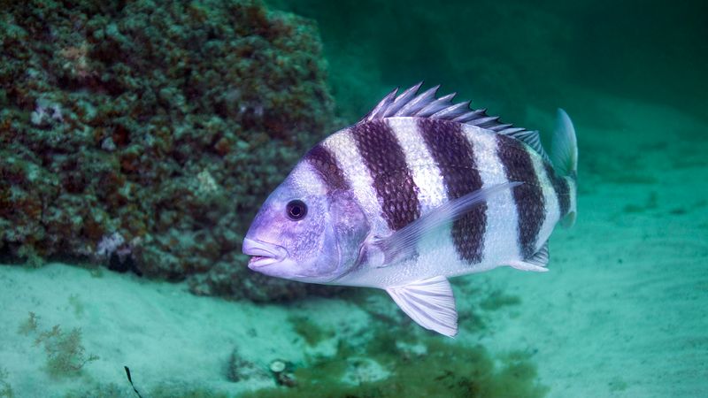 Sheepshead Fish: The Dentist Of The Reef