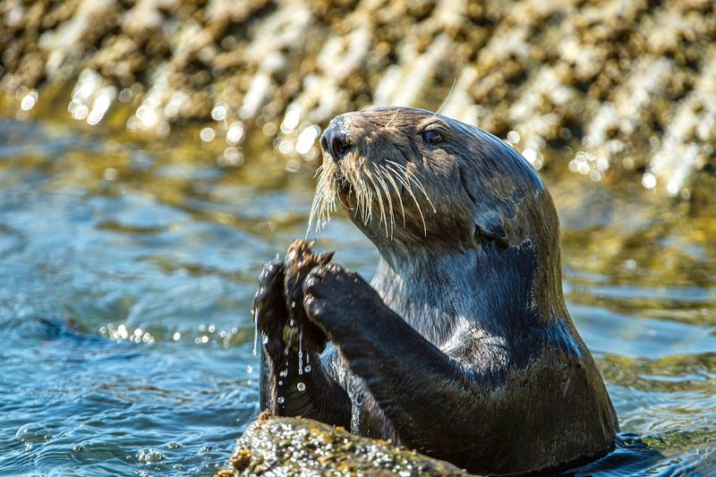Sea Otter