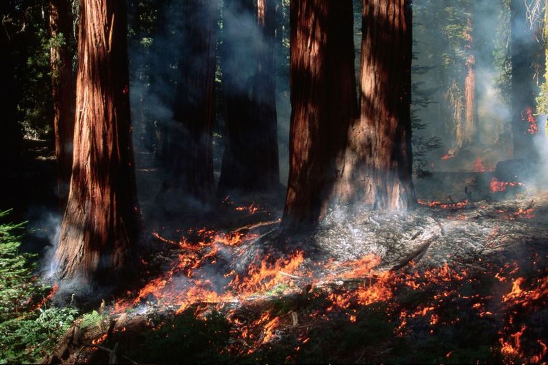 Forests Benefit From Fire Management
