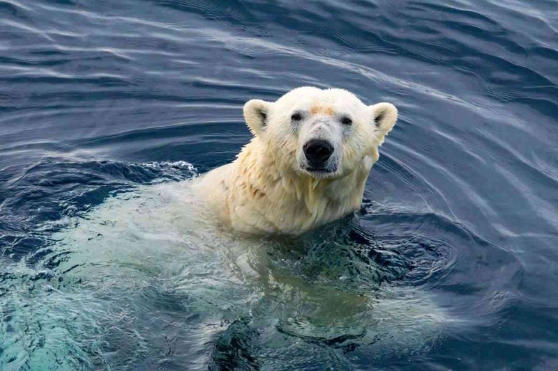 Polar Bears