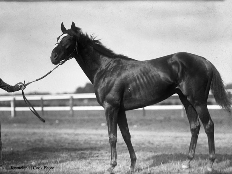 Man O' War: The Original Superstar
