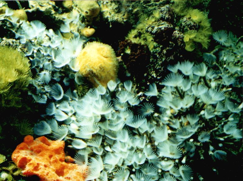 Volcanic Ash Creates New Marine Habitats