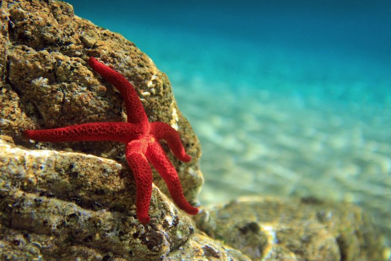 Starfish