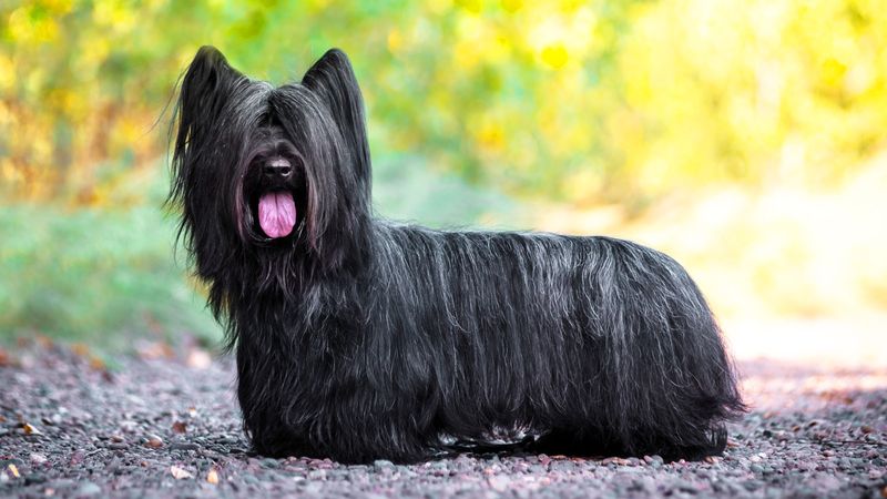 Skye Terrier: Long-Haired Loyalist