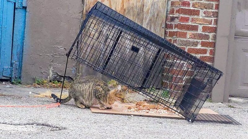 Use A Humane Trap