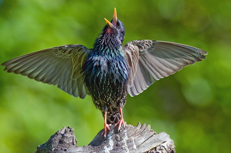 Chameleon-Like European Starlings