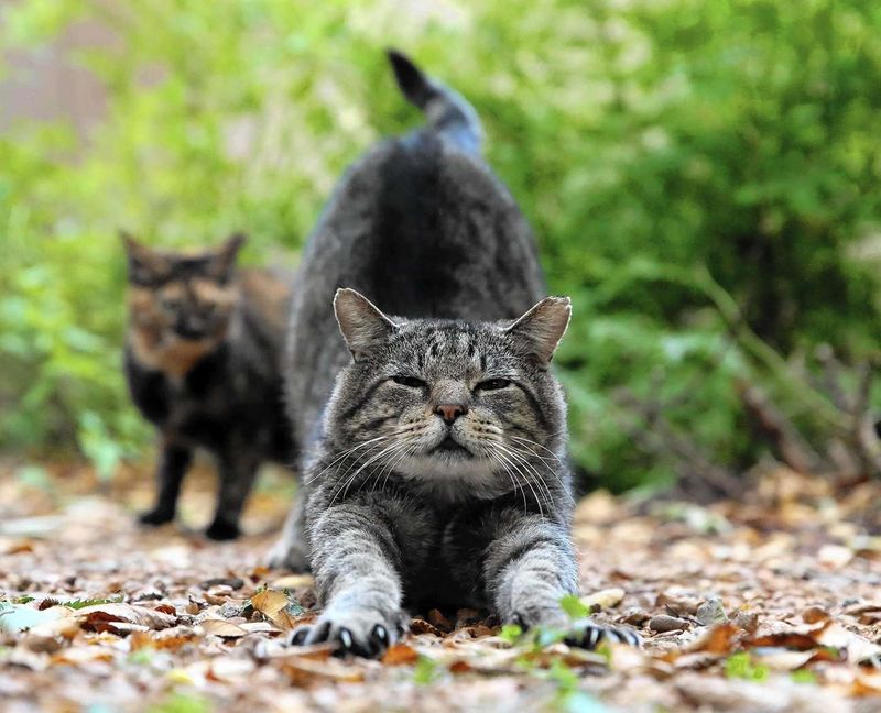 Response To TNR Professionals