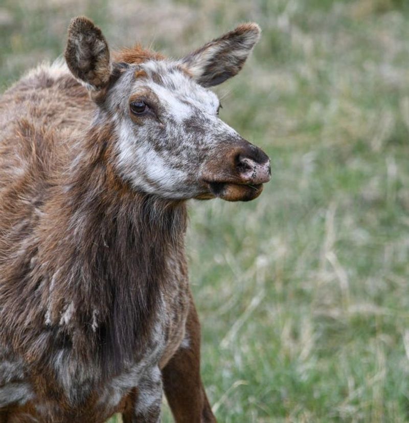 Significance In Wildlife Studies