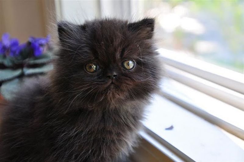 Expressive Face