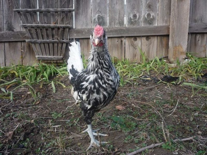 Unwanted Roosters Problem
