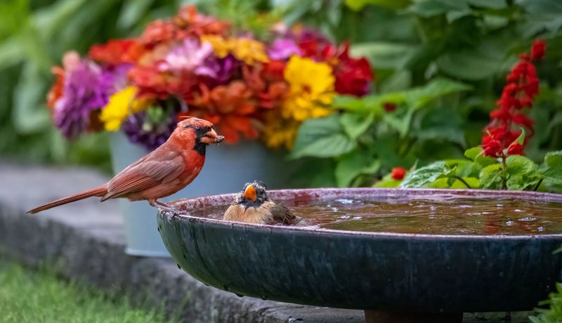 Eco-Friendly Garden