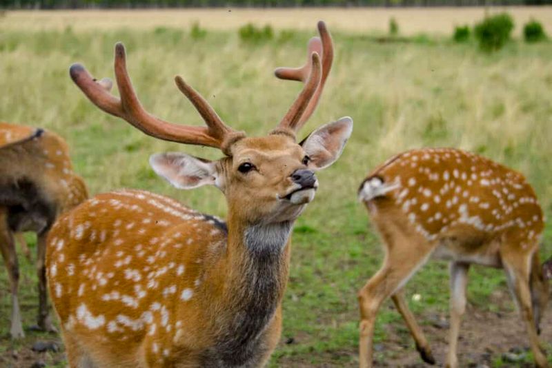 Shared Feeding Grounds