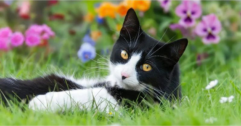 Fertilizer And Chemical Hazards