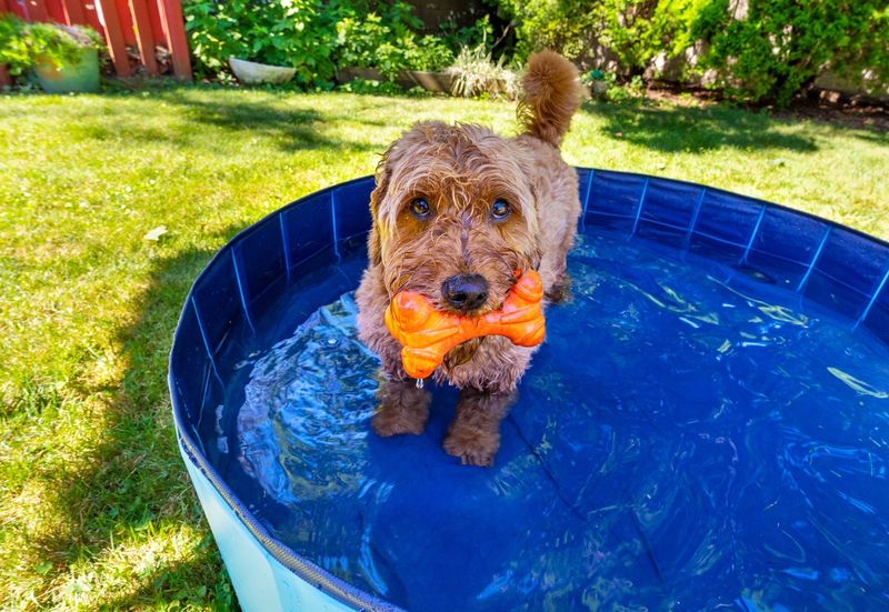 The Summer Cool-Off Dips