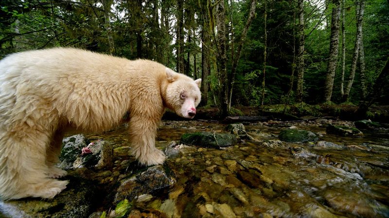 Unique Foraging Techniques