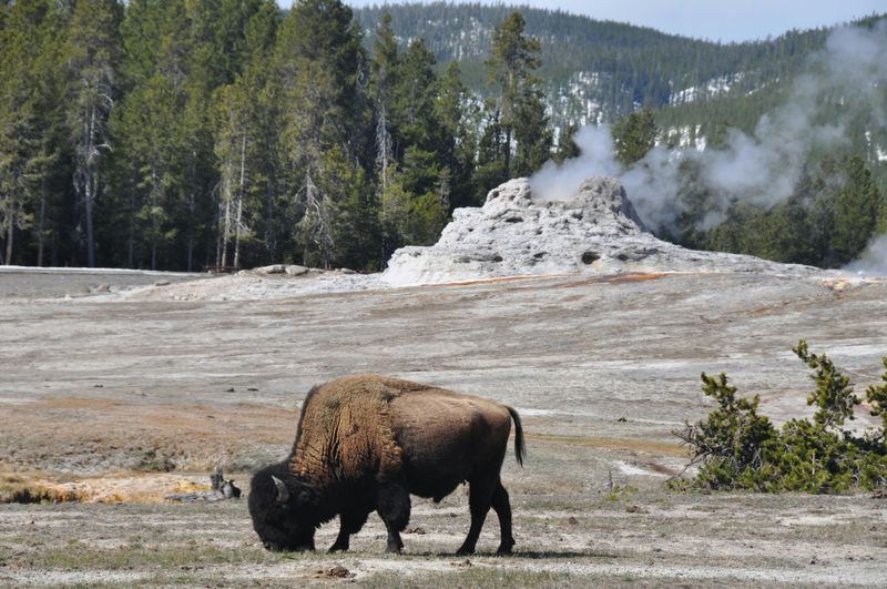 Yellowstone's Celebrities