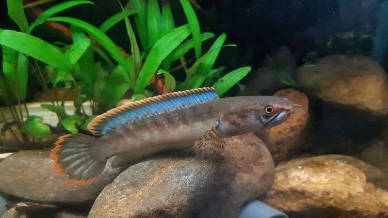 Breeding Brilliance