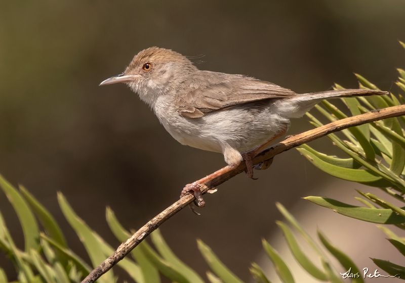 Socotra Warbler – Desert Island Songster