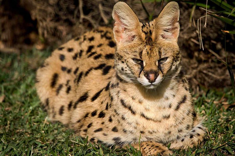 Contact Wildlife Authorities