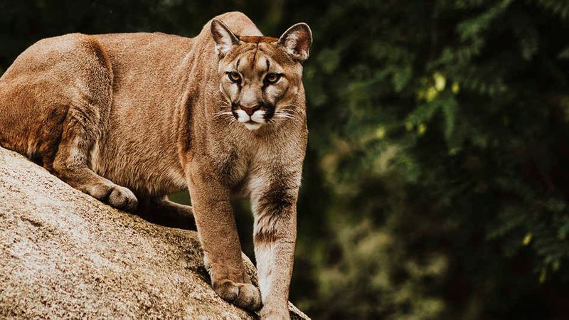 Learn And Share Facts About Wild Cats