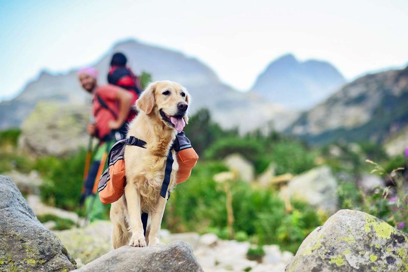 Adventure Companions