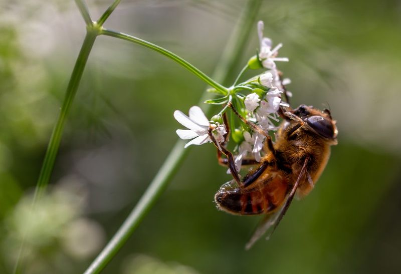 Cilantro: Surprise Pollinator Pleaser