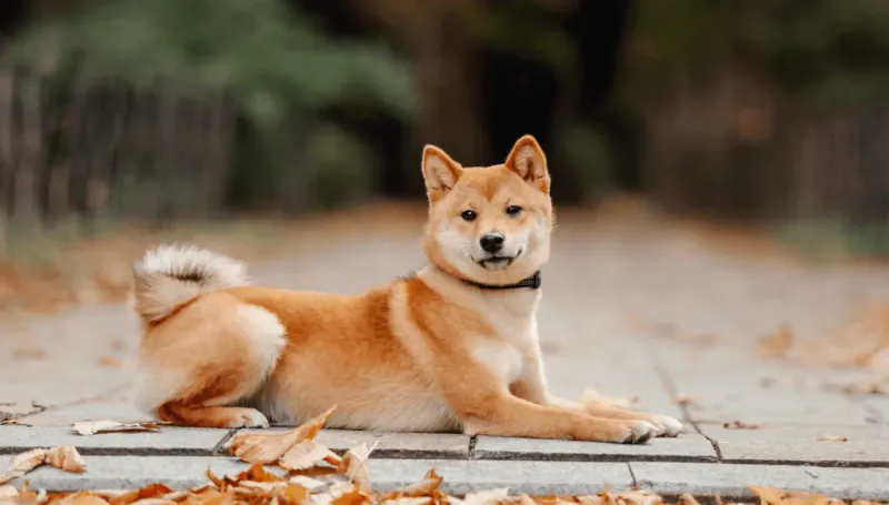 Zen Masters: Shiba Inus