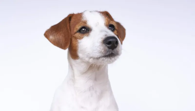 Independent Jack Russell Terrier