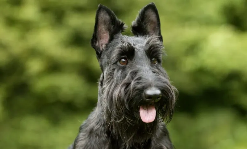 Autonomous Scottish Terrier