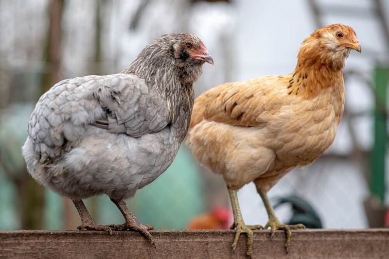 Colorful Easter Eggers