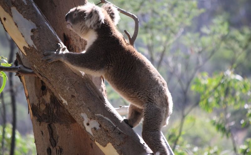 Climbing Experts