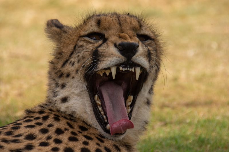 Parallel Evolution In Other Animals