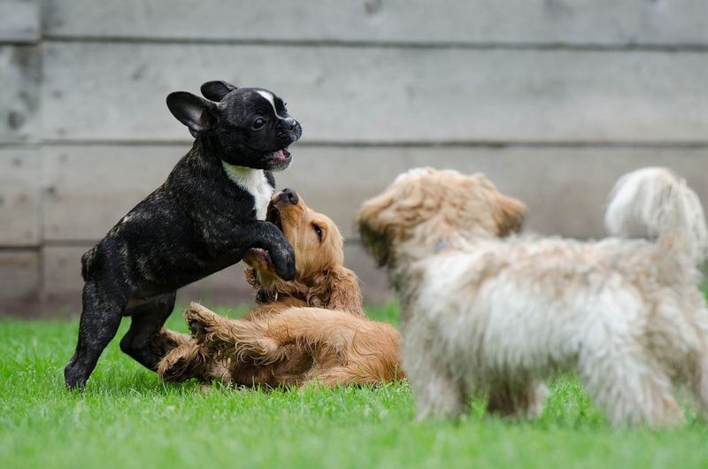 Reward Calm Behavior
