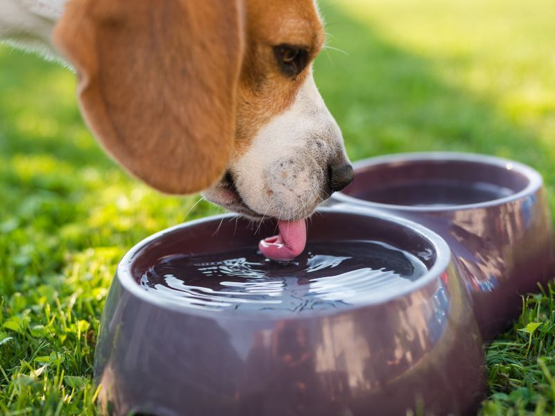 The Leisurely Drink