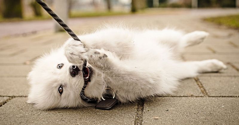 Leash Skills Develop Through Patience