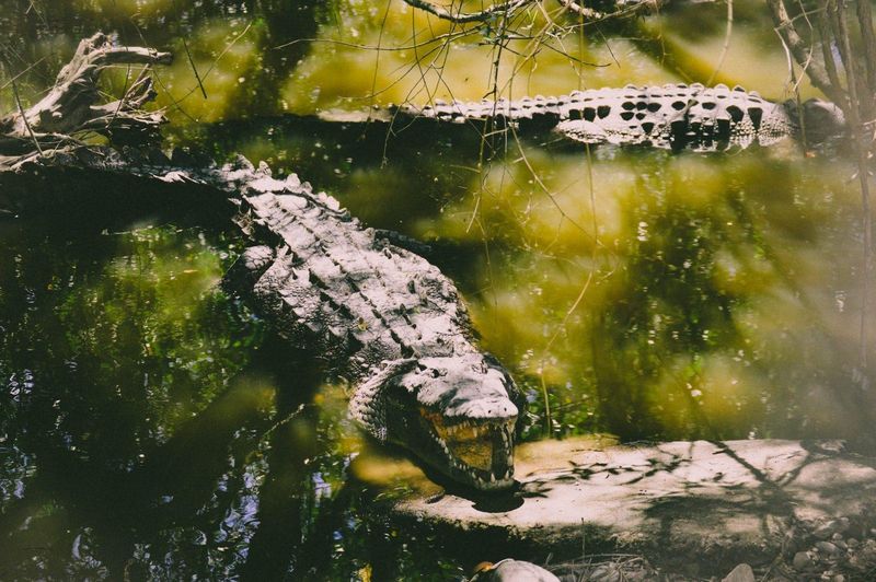 Mekong's Vanishing Dragons
