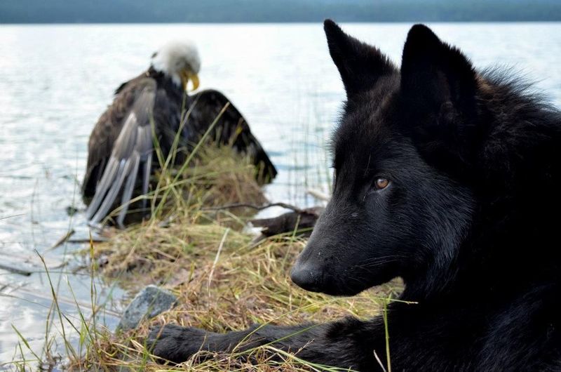 Alaskan Noble Companion Dog