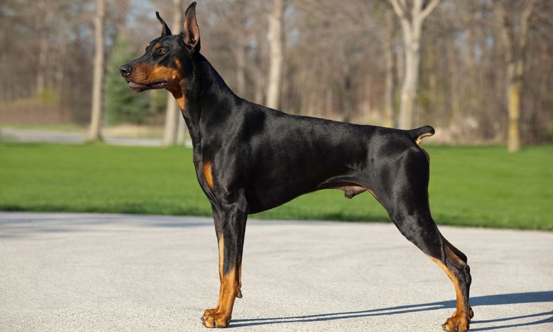 German Doberman Lines